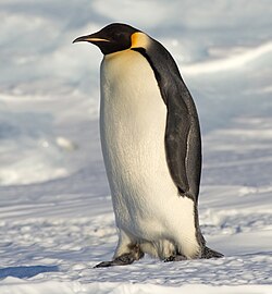 Emperor penguin
