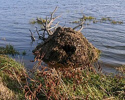 A muskrat house