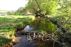 Beaver dam in Hesse, Germany. By exploiting the resource of available wood, beavers are affecting biotic conditions for other species that live within their habitat.