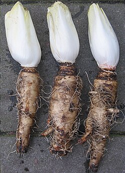 Witloof, Belgian endive