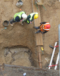 Horse burial in Roman ditch on a development funded site in London. Note "out of phase" pipe intrusion left in for practical reasons