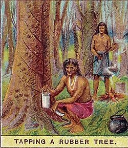 Vintage tobacco card, Tapping a Rubber Tree, India, Products of the World series, Player's Cigarettes, 1909