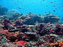Nusa Lembongan Reef is an example for a marine ecosystem that is to be protected as part of SDG 14.