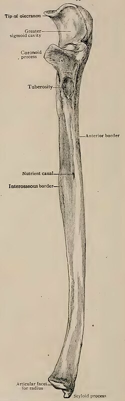 Right ulnar bone, medial aspect. (After Piersol.)