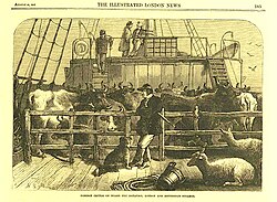 Cattle from Rotterdam on board Batavier