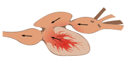 Two-chambered heart of a fish