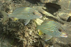 French grunt fish makes sounds by grinding its teeth.