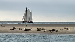 Common seals off the coast of Terschelling, a Wadden Sea island