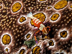 Emperor shrimp Periclimenes imperator on a Bohadschia ocellata sea cucumber