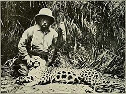 A South American jaguar killed by Theodore Roosevelt