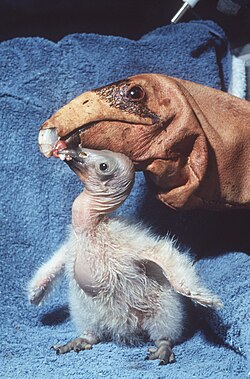 A condor chick being fed by a condor head feeding puppet