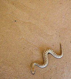 A neonate sidewinder rattlesnake (Crotalus cerastes) sidewinding