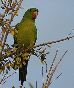 Green parakeet