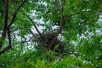 A bed nest on a tree