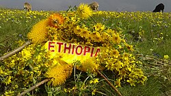 The Ethiopian New Year, Enkutatash, is celebrated across the country, with the 'adey abeba' (Bidens macroptera) flower symbolising a new beginning.