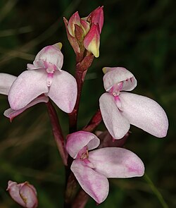 Disa tripetaloides