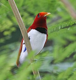 The king bird-of-paradise is one of over 300 bird species in West Papua.