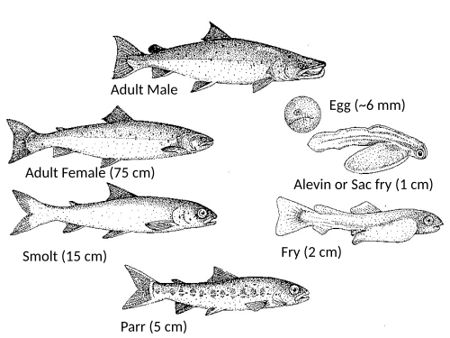 Life cycle of Atlantic salmon