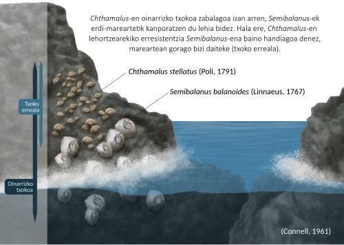 Diagram representation of the effects of competitive exclusion on the barnacle Chthamalus stellatus in the intertidal zone. The fundamental and realized geographic ranges of C. stellatus are represented by the dark blue and light blue bars, respectively. (in Basque)