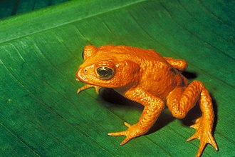 The golden toad of Monteverde, Costa Rica, was among the first casualties of amphibian declines. Formerly abundant, it was last seen in 1989.