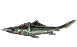 Brindabellaspis stensioi