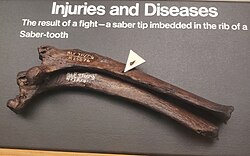 Tip of an S. fatalis canine imbedded in the rib of another S. fatalis, George C. Page Museum