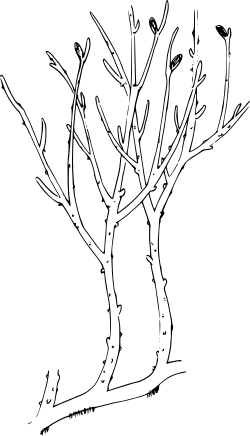 Reconstruction of a plant of Rhynia