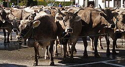 Cattle Bos primigenius taurus introduced but not naturalized worldwide