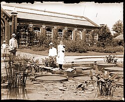 A woman standing on a leaf of Victoria cruziana in the lily pond in front of the Linnaean House of the Missouri Botanical Garden. A wooden plank and a towel is placed on the pad to distribute the weight over the leaf's surface.