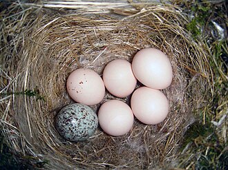 Eastern phoebe nest with one brown-headed cowbird egg (at bottom left)