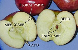 Scheme of a pome