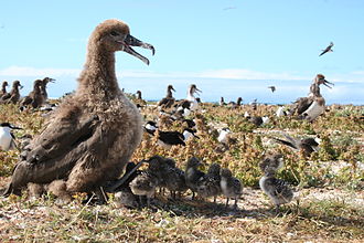 Seeking shade is one method of cooling. Here sooty tern chicks are using a black-footed albatross chick for shade.