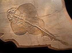 Fossil of Pseudorhina from the Late Jurassic of Germany, a close relative of modern angelsharks.