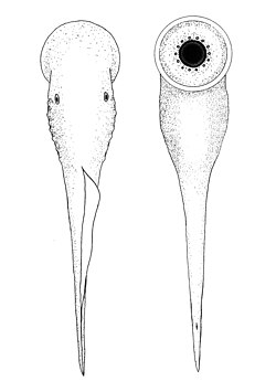 Priscomyzon, the oldest known genus of lamprey