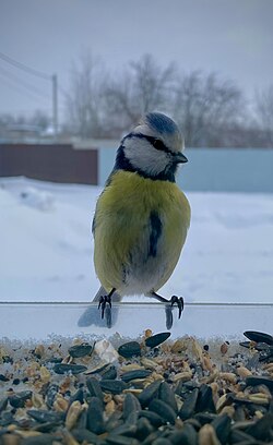 Blue tit on a feeder in winter in Russia