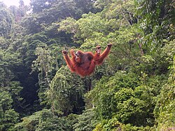 At Bukit Lawang, Indonesia