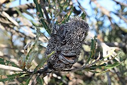 Banksia Attenuata cone with open follicles
