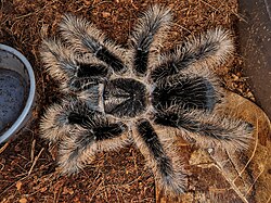 Long bristles (setae) of a Tliltocatl albopilosus tarantula