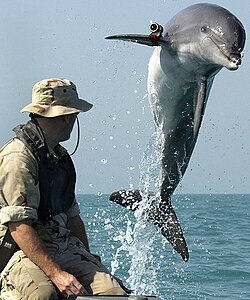 A military dolphin
