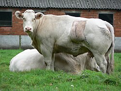 A Belgian Blue cow. The defect in the breed's myostatin gene is maintained through linebreeding and is responsible for its accelerated lean muscle growth.
