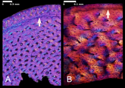Bone microstructure of dinosaurs Shuvuuia and Confuciusornis showing lines of arrested growth