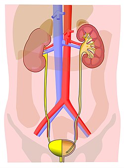 Mammals excrete urine through the urinary system.