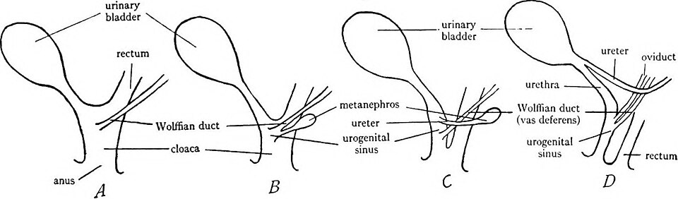 Diagrams to illustrate the changes in the cloaca in mammals during development. A, early embryonic stage, showing the cloaca receiving the urinary bladder, the rectum, and the Wolffian duct, as in non-therian vertebrates. B, later stage, showing the beginning of the fold which divides the cloaca into a ventral urogenital sinus which receives the urinary bladder, Wolffian ducts, and ureters, and into a dorsal part which receives the rectum. C, further progress of the fold, dividing the cloaca into urogenital sinus and rectum; the ureter has separated from the Wolffian duct and is shifting anteriorly. D, completion of the fold, showing complete separation of the cloaca into ventral urogenital sinus and dorsal rectum.[14]