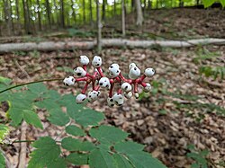 White baneberry (Actaea pachypoda) in Canada