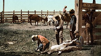 Branding cattle on a Colorado ranch, c. 1900