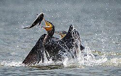 The piscivorous great cormorant (Phalacrocorax carbo) catches a fish.