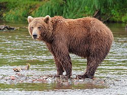 Kamchatka brown bear at Kamchatka Peninsula