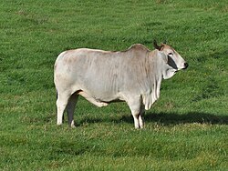 A Zebu, originally from South Asia, now common in Africa