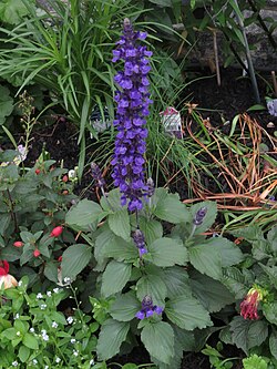 Salvia farinacea × Salvia longispicata Mystic Spires Blue 'Balsalmisp'