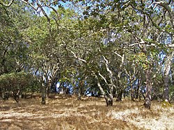 California oak savanna on the east flank of Sonoma Mountain